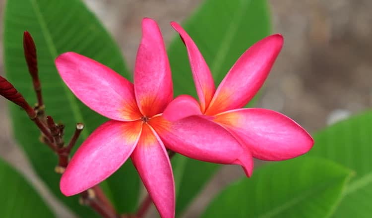 Sivananda Bahamas pink flowers Yoga and Healing